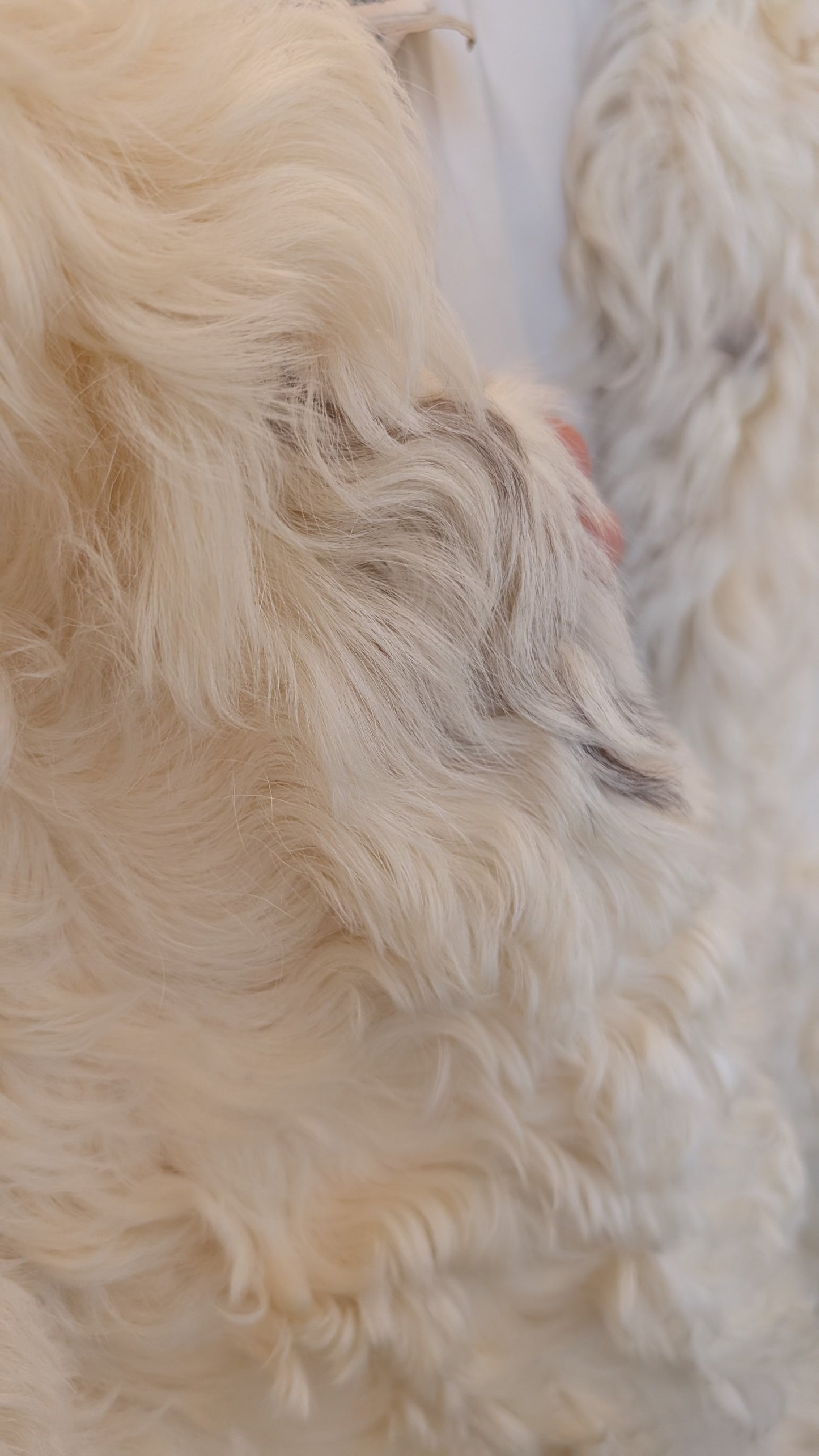 Veste sans manches mouton frisé 70s T40-42